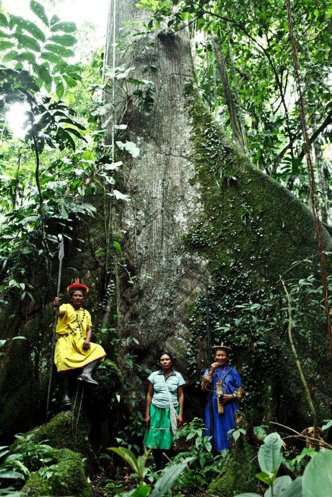 The base of an enormous tree.