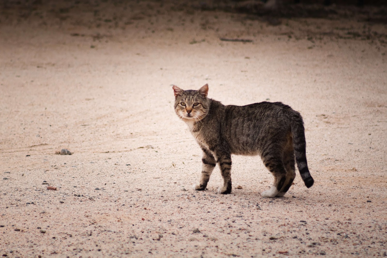 Feral cat