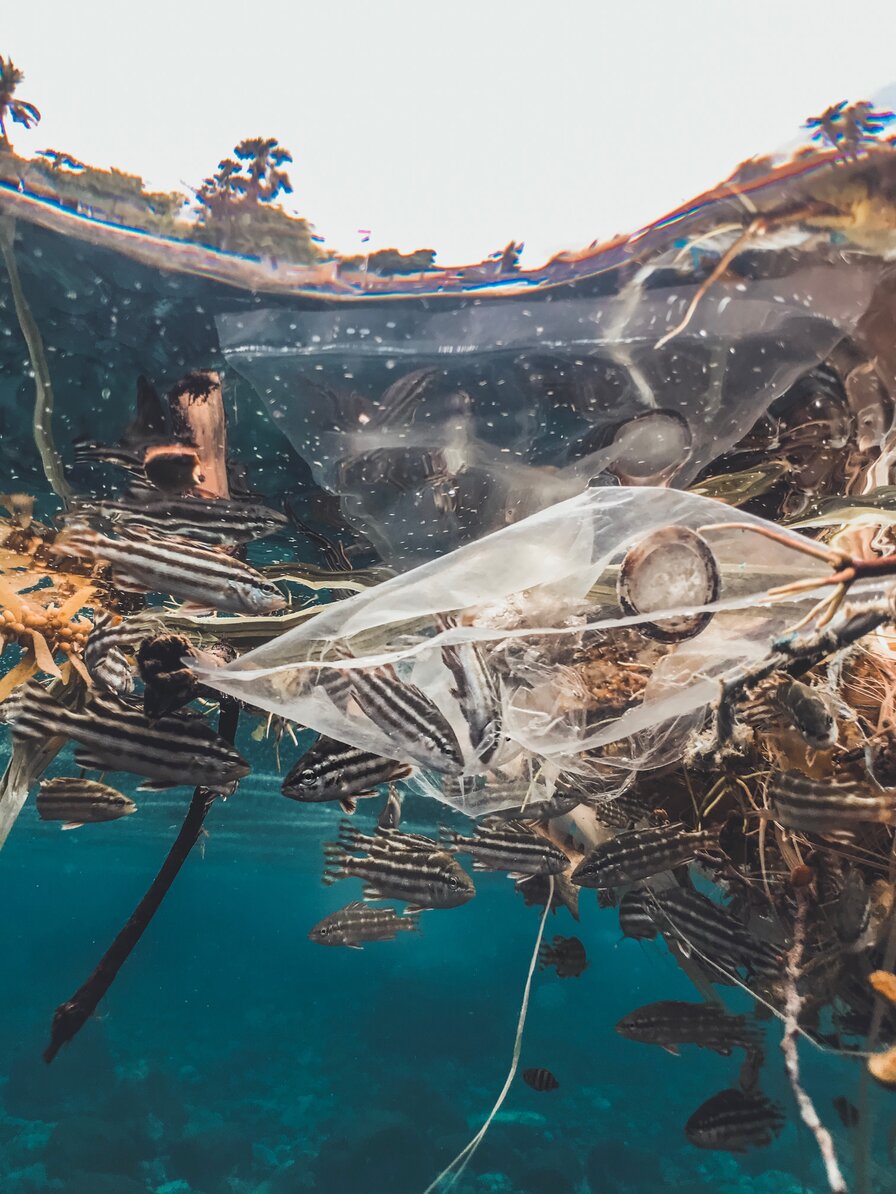 plastic bag sits beneath the blue sea. It has trapped several black and white striped fish and others swim around it.