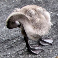 A duck bending its neck to scratch