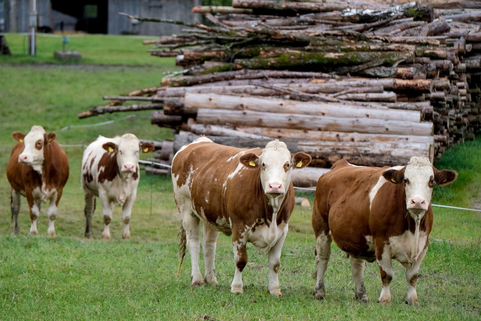 Cows in a field