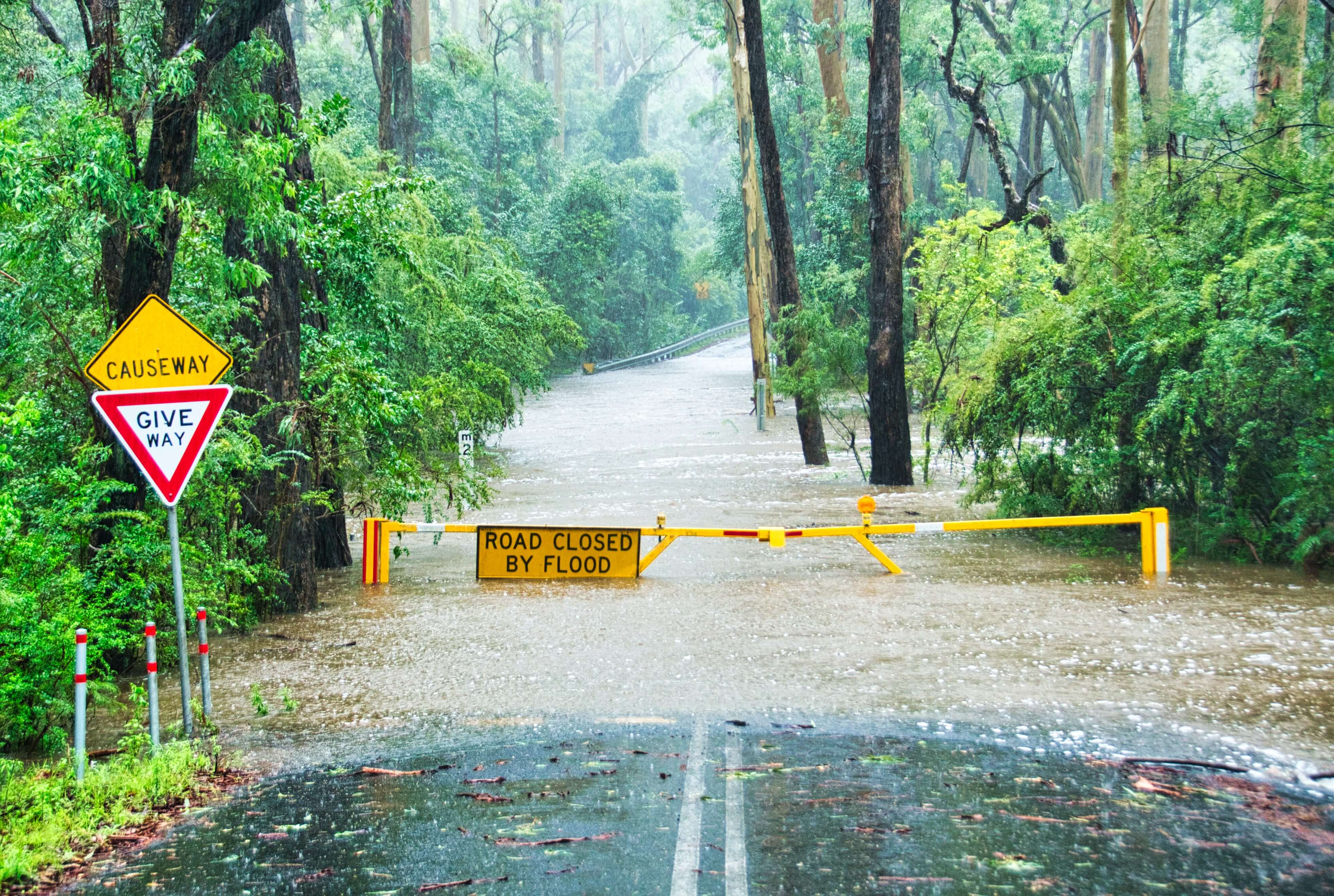 Road blockade in a forest