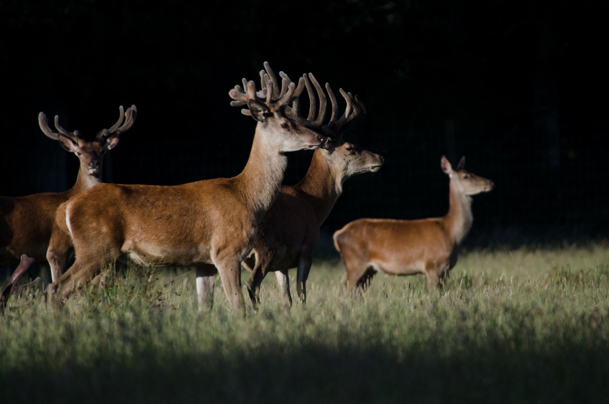 Deer at night