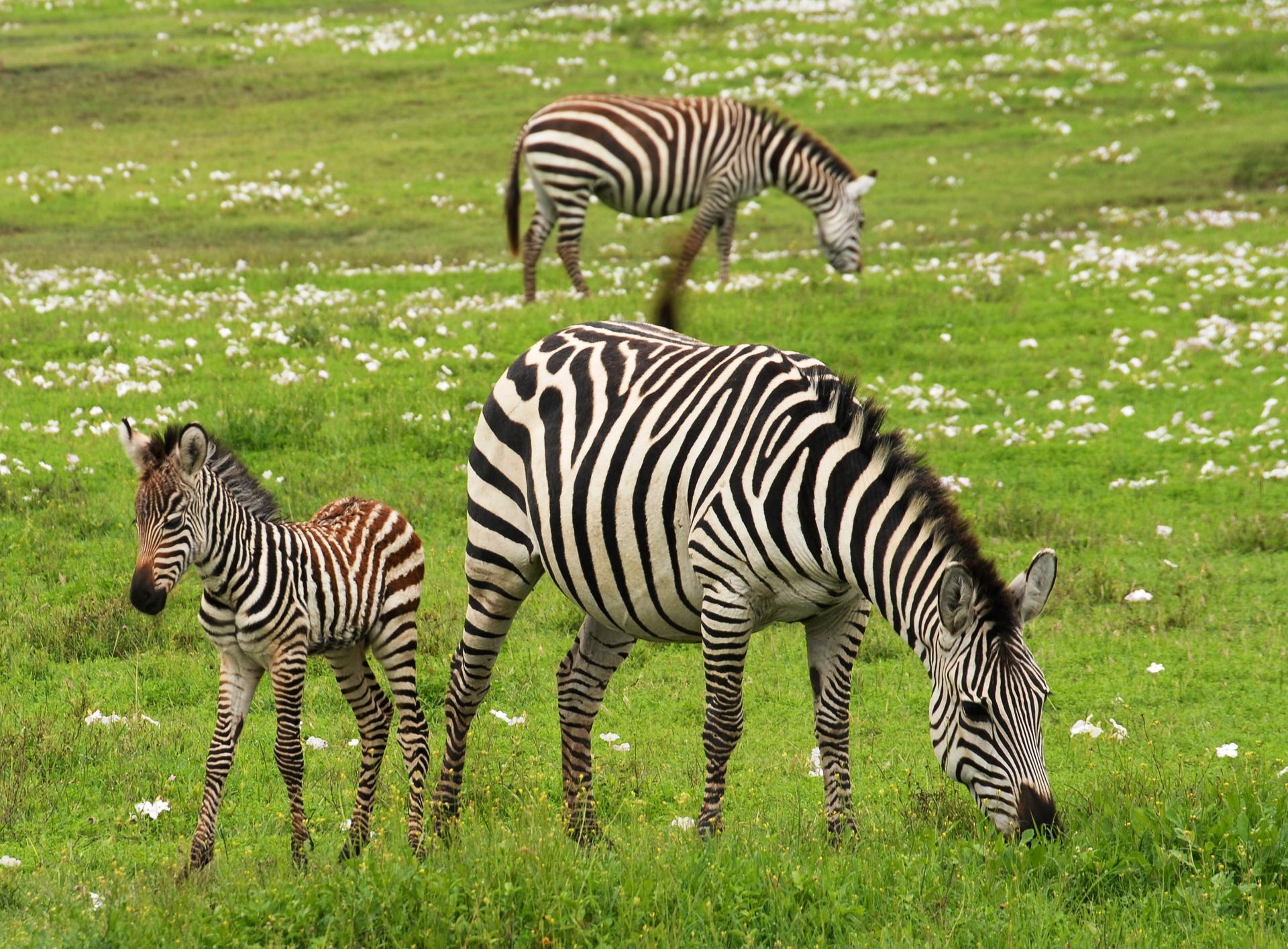 Zebras grazing