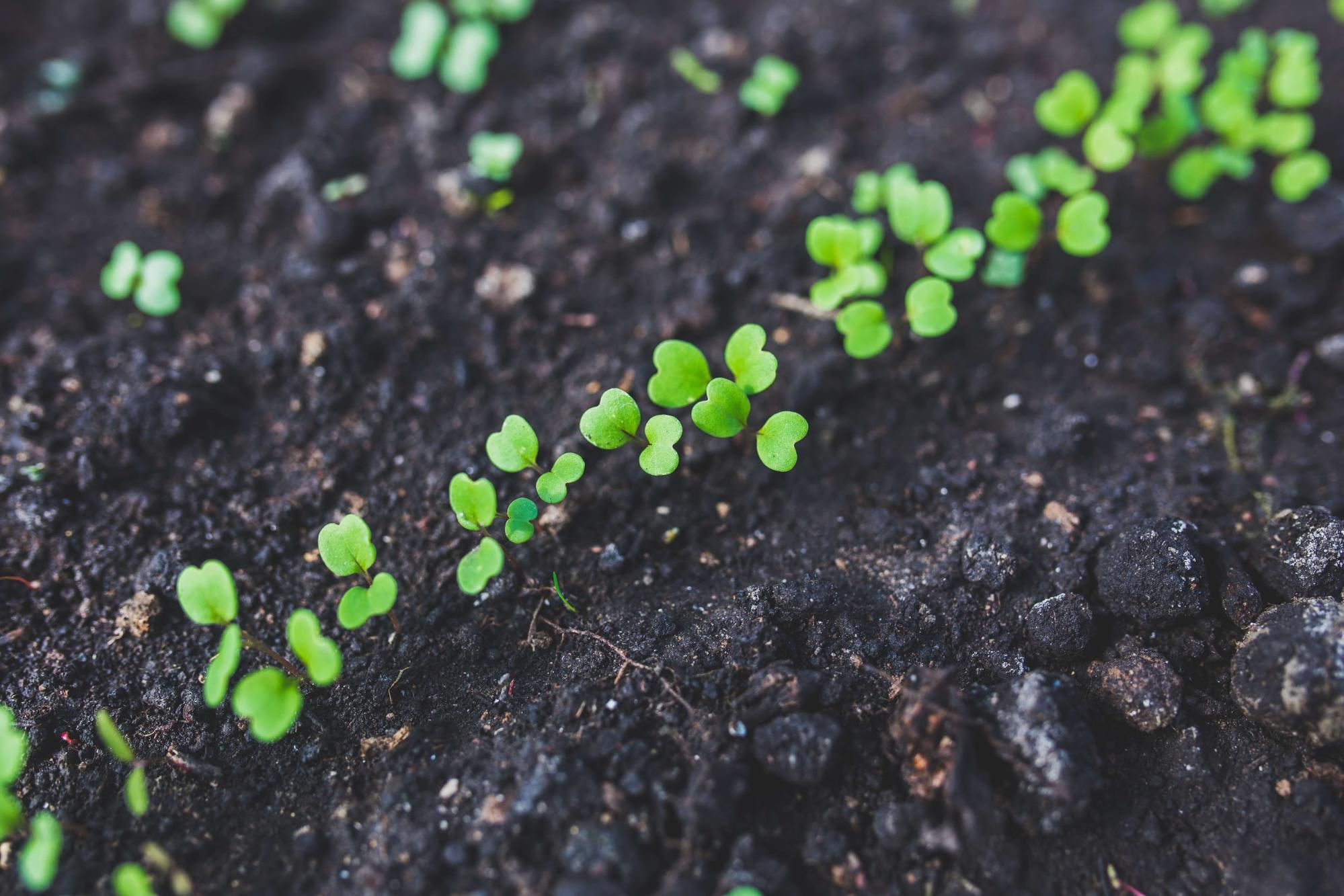 A line of young green leaves emerge from dark soil