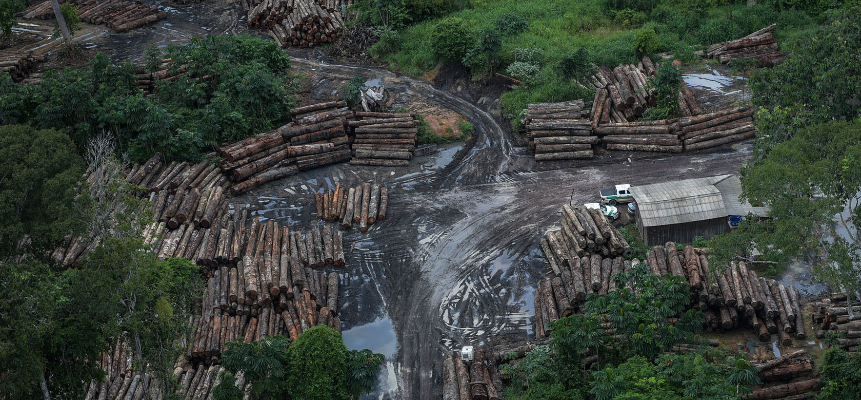 image for article Brazil Is On Fire: Healing the lungs of our home